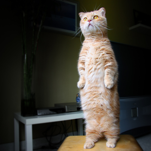 standing cat