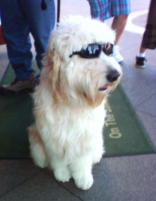 rad shaggy dog