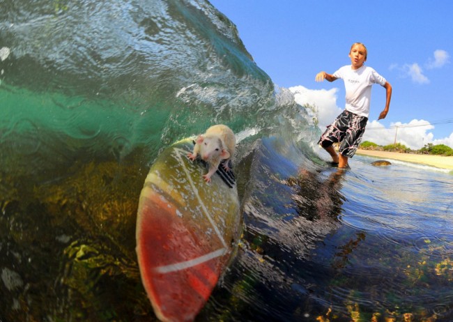 Boomer Hodel with Tofu his incredible surfing 