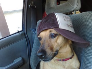 rad_dog