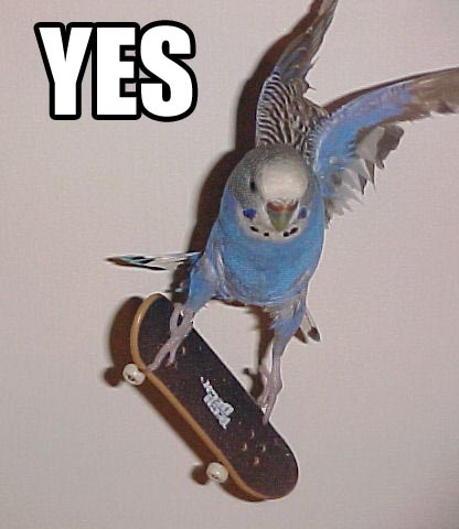 radical bird