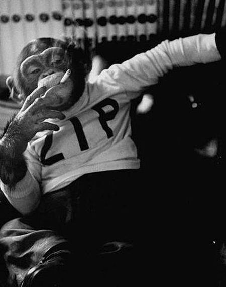 Zip Rad Chimpanzee